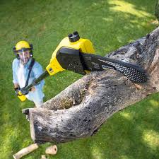 Best Tree Maintenance Programs  in Weston, NJ