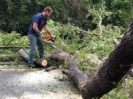 Best Utility Line Clearance  in Weston, NJ