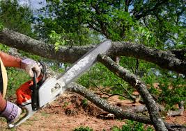Best Lawn Dethatching  in Weston, NJ