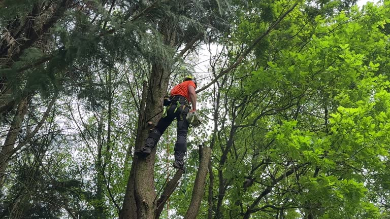 Best Emergency Tree Removal  in Weston, NJ