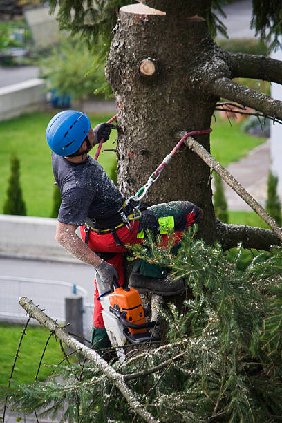 Best Lawn Irrigation Installation and Maintenance  in Weston, NJ