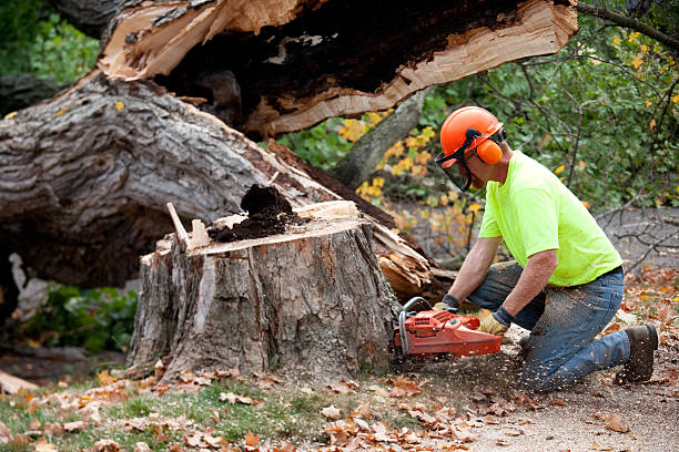 Weston, NJ Tree Removal Pros