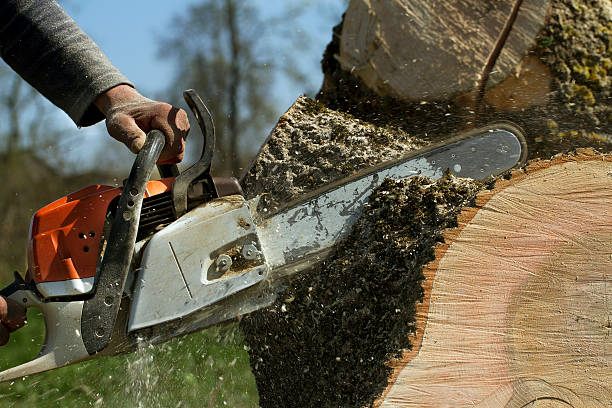 Best Tree Health Inspection  in Weston, NJ