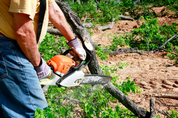 Best Fruit Tree Pruning  in Weston, NJ