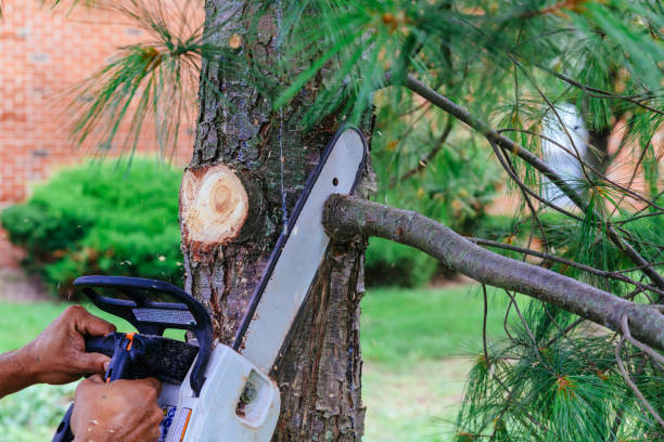 How Our Tree Care Process Works  in  Weston, NJ
